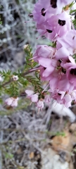 Erica melanthera