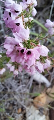 Erica melanthera