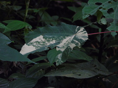 Macaranga triloba