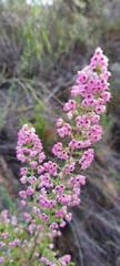 Erica melanthera