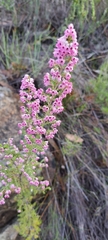 Erica melanthera