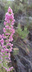 Erica melanthera