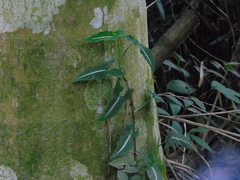 Syngonium wendlandii