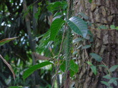 Anodendron candolleanum