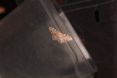 Idaea contiguaria