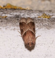 Nyctegretis lineana