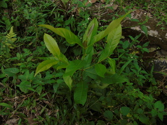 Syzygium polyanthum