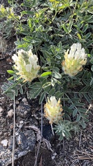 Astragalus lupulinus
