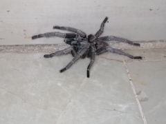 Chaetopelma olivaceum