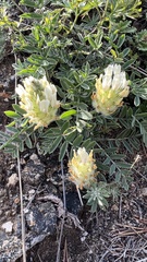 Astragalus lupulinus