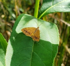 Mellilla xanthometata