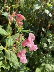 Impatiens glandulifera