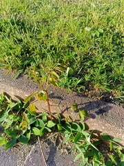 Robinia pseudoacacia