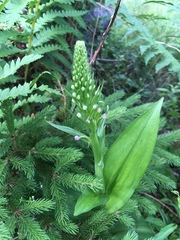 Platanthera psycodes