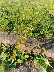 Robinia pseudoacacia