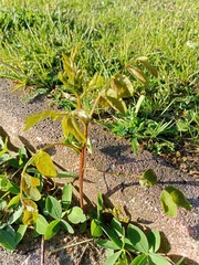 Robinia pseudoacacia