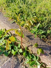 Robinia pseudoacacia