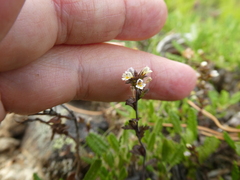 Euphrasia wettsteinii