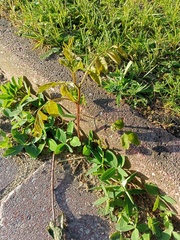 Robinia pseudoacacia