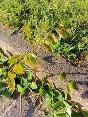 Robinia pseudoacacia