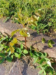 Robinia pseudoacacia