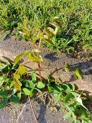 Robinia pseudoacacia