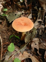 Lactarius volemus image