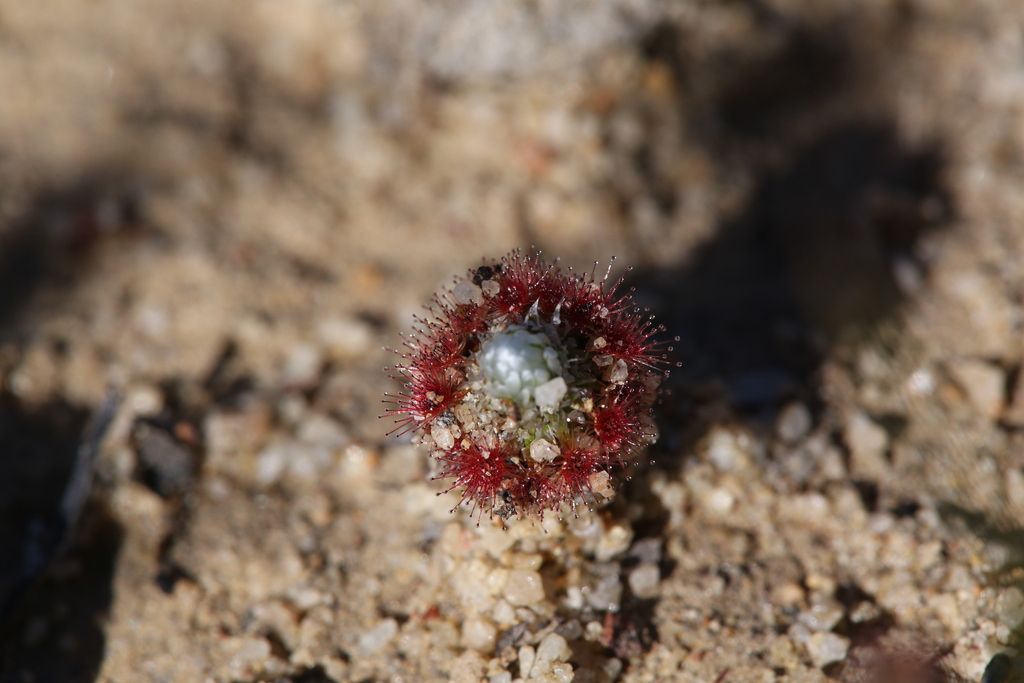 Drosera pycnoblasta, Hatter Hill WA 6356, Australia