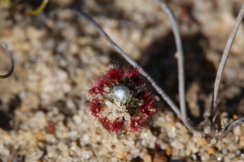 Image of pearly sundew by (c) Hugo Innes, some rights reserved (CC BY)