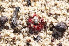 Drosera pycnoblasta