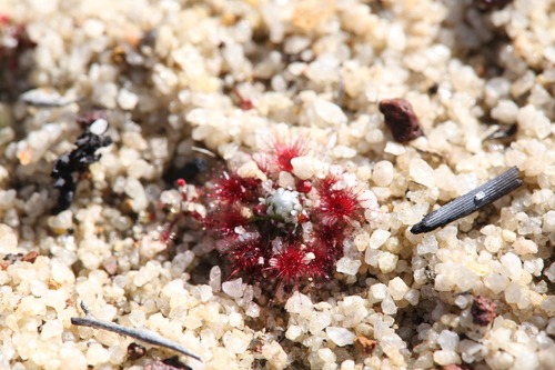 Image of Drosera pycnoblasta by (c) Hugo Innes, some rights reserved (CC BY)