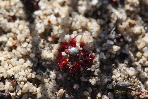 Image of pearly sundew by (c) Hugo Innes, some rights reserved (CC BY)