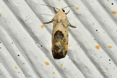 Ponometia libedis