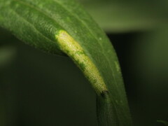 Cremastobombycia solidaginis