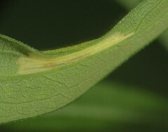 Cremastobombycia solidaginis
