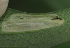 Cremastobombycia solidaginis