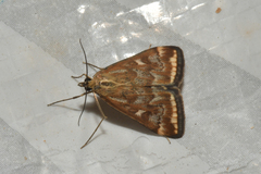 Loxostege munroealis