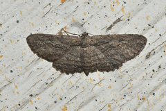 Iridopsis obliquaria