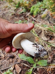 Tricholoma smithii