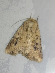 Mythimna languida