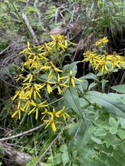 Senecio propinquus