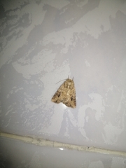 Mythimna languida