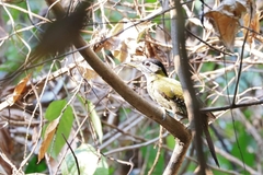 Picus viridanus