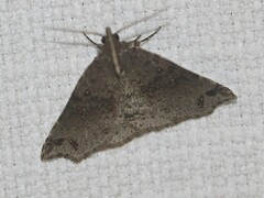 Lithilaria proestans