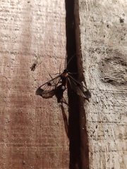 Mirandisca harpalyce