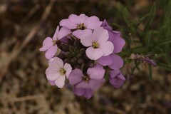 Erysimum linifolium