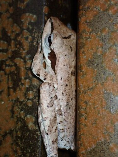 Polypedates macrotis