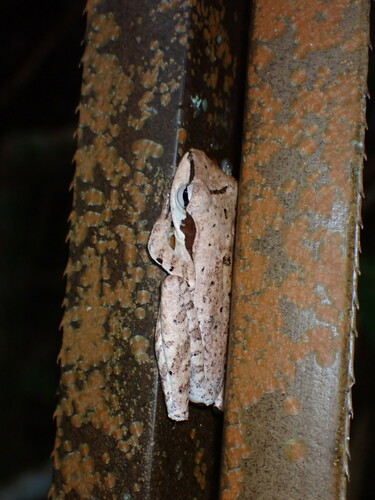 Polypedates macrotis