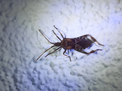Leptoglossus occidentalis
