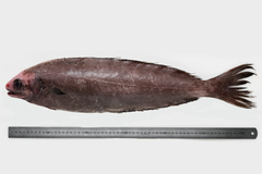 New Zealand Ruffe photo 2